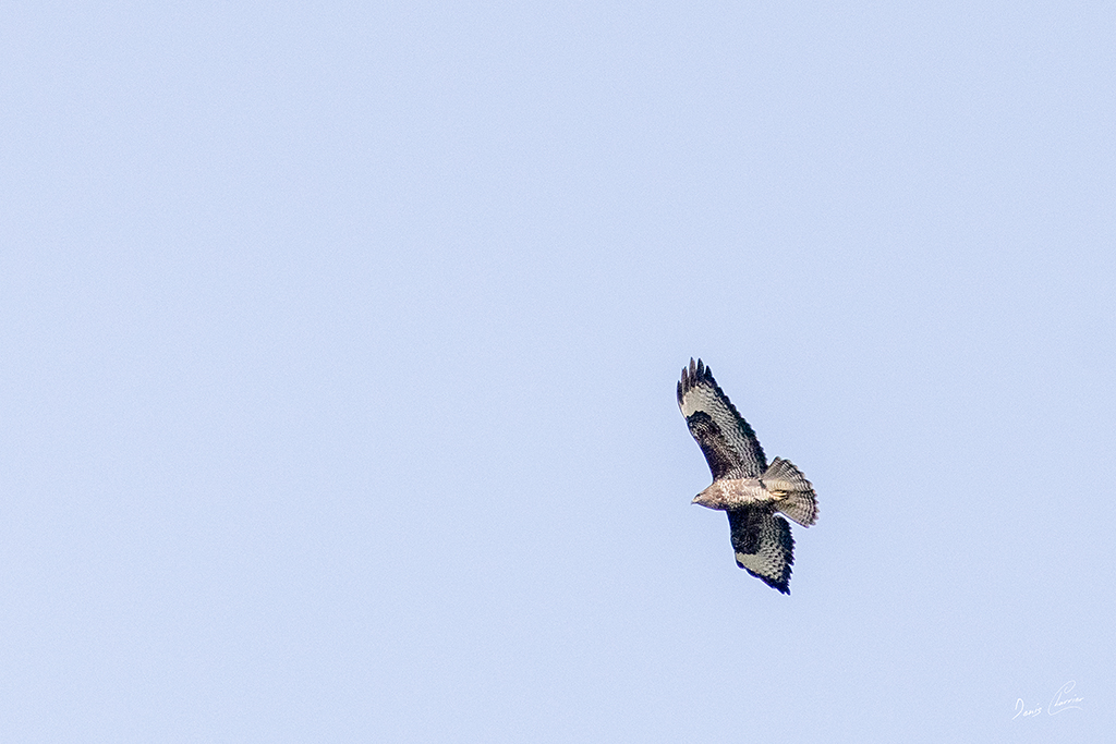 Buse variable